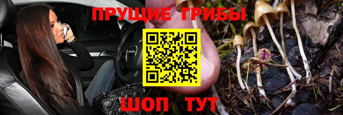 Галлюциногенные грибы Psilocybine cubensis  цены наркотик  Елабуга 